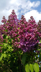 Fototapeta premium Beautiful spring branches of blooming lilac bush