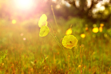 Obraz premium Yellow poppies in the meadow. Flowers in a meadow. glade with flowers at sunset