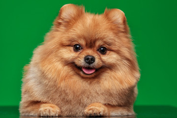 little dog breed Pomeranian Spitz on green background. Chroma key, close up studio shot.