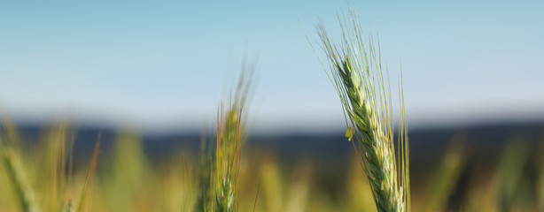 Closeup of green wheat .