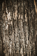 Background of bark of old wood texture