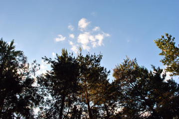 Dark pines silhouette on bright blue sky background with white cloud