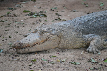 Freshwater Crocodile