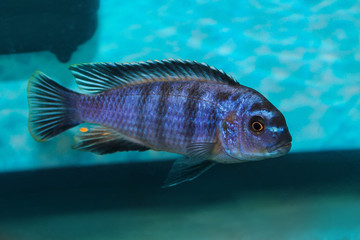 cichlid fish
