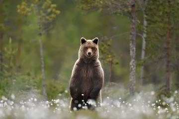 Foto op Canvas Brown bear standing in a swamp taiga forest in a background © Erik Mandre