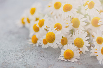 camomile or chamomile flowers