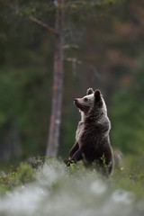 Brown bear cub standing with forest background