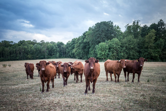 Vaches en groupe