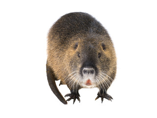 Coypu (Myocastor coypus)
