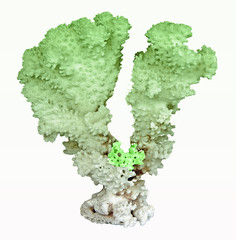 coral isolated on white background © Dmitry