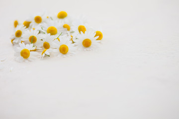 camomile or chamomile flowers