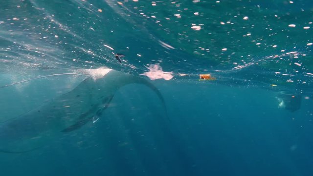 Underwater shot of big marine animal manta swimming among plastic trash in ocean water