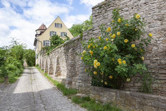 Sulzfeld am Main-Stadtmauer mit Rosenstock