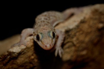 Mediterranean house gecko (Hemidactylus turcicus) in the wall at night