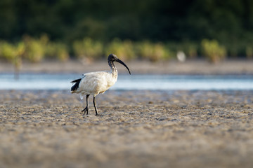 Australian Ibis  - Threskiornis moluccus black and white ibis from Australia looking for crabs during low tide