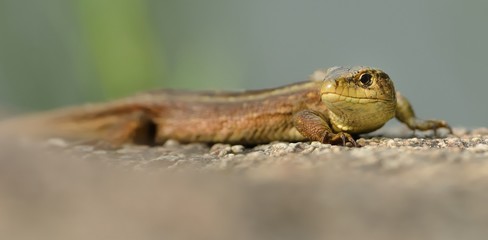 The viviparous lizard or common lizard (Zootoca vivipara) sitting on the stone with green background. Brown lizard on the grey stone