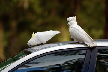 Cacatua galerita - Sulphur-crested Cockatoo sitting on the branch in Australia. Big white and...