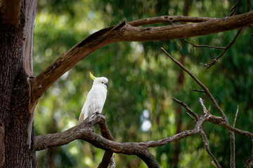 Cacatua galerita - Sulphur-crested Cockatoo sitting on the branch in Australia. Big white and yellow cockatoo with green background
