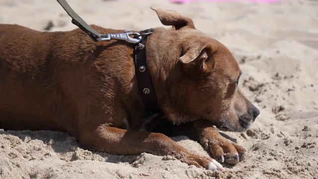 Beautiful brown dog lying on a sand beach during summer sea resort leisure in Ukraine