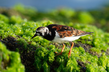 Ruddy Turnstone - Arenaria interpres feeding on the grassy cliffs on the seaside