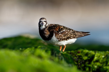 Ruddy Turnstone - Arenaria interpres feeding on the grassy cliffs on the seaside