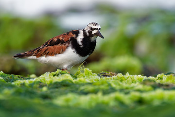 Ruddy Turnstone - Arenaria interpres feeding on the grassy cliffs on the seaside