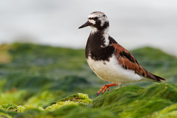 Ruddy Turnstone - Arenaria interpres feeding on the grassy cliffs on the seaside