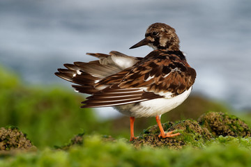 Ruddy Turnstone - Arenaria interpres feeding on the grassy cliffs on the seaside