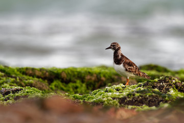Ruddy Turnstone - Arenaria interpres feeding on the grassy cliffs on the seaside