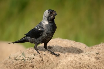 Corvus monedula - Eurasian Jackdaw driving on the sheep