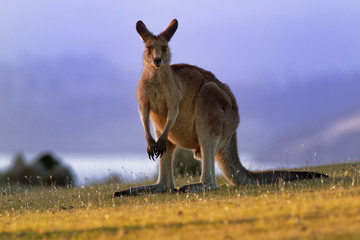 Macropus giganteus - Eastern Grey Kangaroo © phototrip.cz
