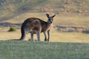 Macropus giganteus - Eastern Grey Kangaroo © phototrip.cz