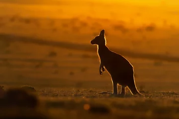 Foto auf Acrylglas Macropus giganteus - Eastern Grey Kangaroo © phototrip.cz