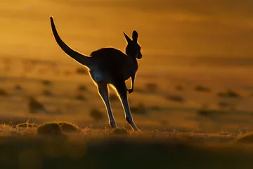 Foto auf Acrylglas Macropus giganteus - Eastern Grey Kangaroo © phototrip.cz