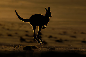Macropus giganteus - Eastern Grey Kangaroo © phototrip.cz