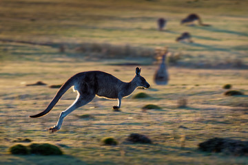 Macropus giganteus - Eastern Grey Kangaroo © phototrip.cz