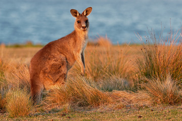 Macropus giganteus - Eastern Grey Kangaroo © phototrip.cz