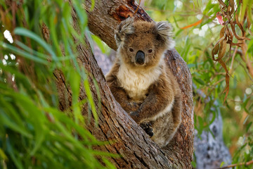 Koala - Phascolarctos cinereus on the tree in Australia, climbing and watching face to face © phototrip.cz