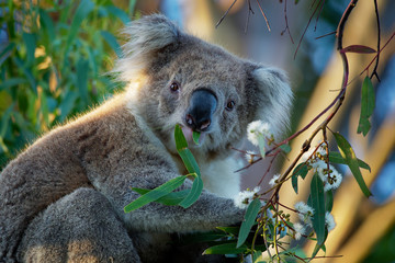 Koala - Phascolarctos cinereus on the tree in Australia, eating, climbing
