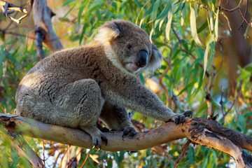 Koala - Phascolarctos cinereus on the tree in Australia, eating, climbing
