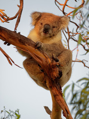 Koala - Phascolarctos cinereus on the tree in Australia, eating, climbing
