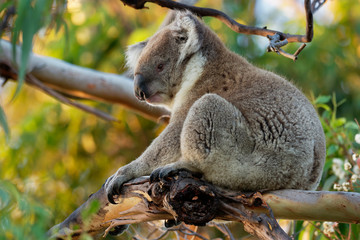 Koala - Phascolarctos cinereus on the tree in Australia, eating, climbing
