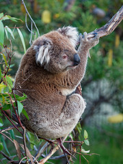 Koala - Phascolarctos cinereus on the tree in Australia, eating, climbing