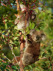 Koala - Phascolarctos cinereus on the tree in Australia, eating, climbing