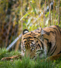 hiding tiger