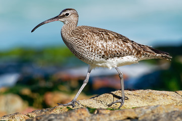 Whimbrel - Numenius phaeopus standing and feeding on the rocky cliffs with waves in the background