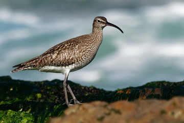 Whimbrel - Numenius phaeopus standing and feeding on the rocky cliffs with waves in the background
