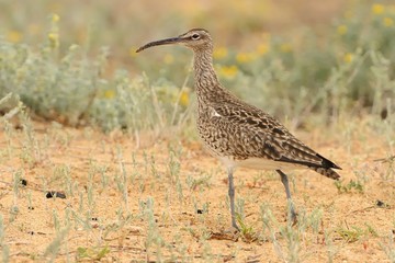 Whimbrel - Numenius phaeopus standing and feeding in sandy field in Donana