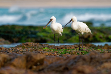 Platalea leucorodia - Eurasian Spoonbill pair on the seaside