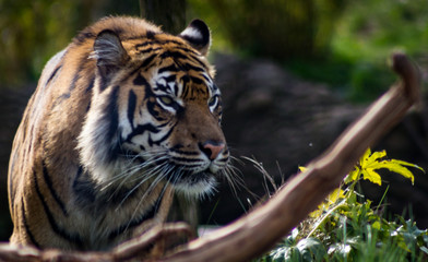 Tiger on the lookout 